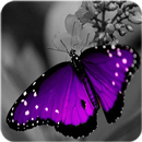 Purple Wallpaper APK