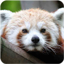 Cute Racoon Wallpaper APK
