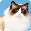 Ragdoll Cats Wallpaper Kittens APK