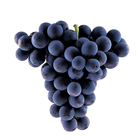 Grape black 2121 tree Zeichen