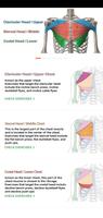 Poster Chest Workout / Chest Anatomy