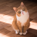 ”Cute Cat Wallpaper