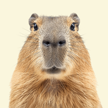 Capybara Wallpaper