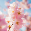 Cherry Blossom Wallpaper-icoon