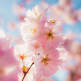 Kirschblüten-Hintergründe
