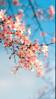 Cherry Blossom Wallpaper スクリーンショット 1