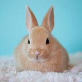 Animal friends in my hand APK