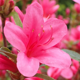 Azalea Wallpaper APK