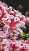 Azalea Wallpaper syot layar 3