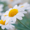 Daisy Wallpaper icon