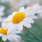 Daisy Wallpaper simgesi