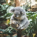 Koala Wallpaper aplikacja