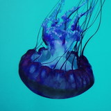 해파리 배경화면 - 몽환적인 분위기의 해파리 사진들