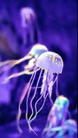 برنامه‌نما Jellyfish Wallpaper عکس از صفحه