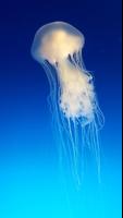 برنامه‌نما Jellyfish Wallpaper عکس از صفحه