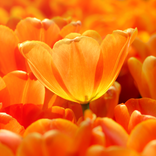 Orange Color Wallpaper