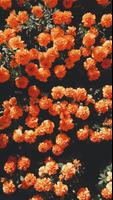 Orange Color Wallpaper screenshot 2