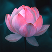 Lotus Wallpaper icon