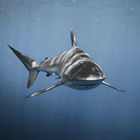 Shark Wallpaper иконка