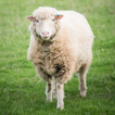 آیکون‌ Sheep Wallpaper