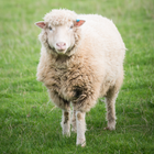 Sheep Wallpaper Zeichen