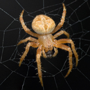 Spider Wallpaper APK