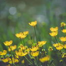 Spring Wallpaper APK