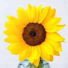 Sunflower Wallpaper icône