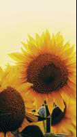 Sunflower Wallpaper Affiche