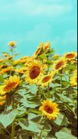 Sunflower Wallpaper capture d'écran 1