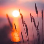 Carta da parati al tramonto