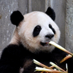Panda Wallpaper icon
