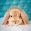 Rabbit Wallpaper - Cute Bunny أيقونة