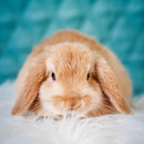 Rabbit Wallpaper - Cute Bunny APK