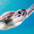 Turtle Wallpaper APK