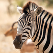 Zebra Wallpaper Zeichen