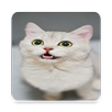Cute Cat Wallpapers APK