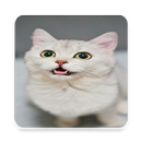 süße Katzentapete APK