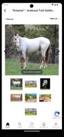 Colorado Horse Sale تصوير الشاشة 3