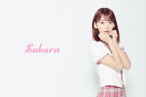 Sakura IZONE - Beautiful wallp poster