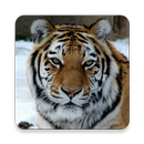 Big cats-APK