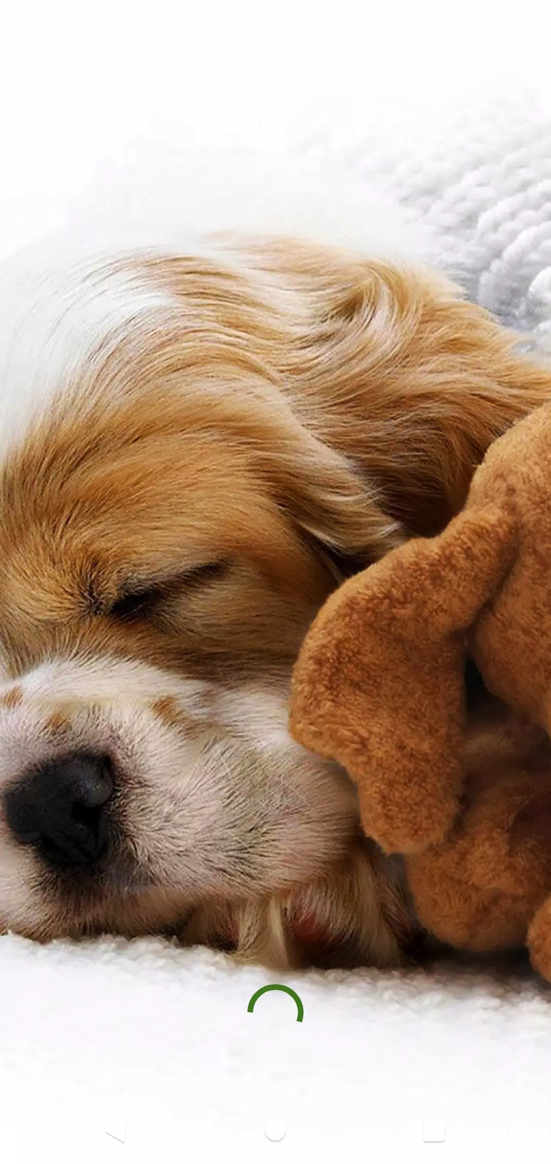 Puppy Wallpaper APK for Android Download