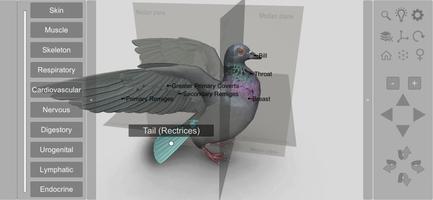 3D Bird Anatomy poster