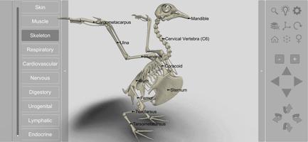 Anatomia das Aves 3D imagem de tela 1