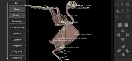 3D Bird Anatomy syot layar 2