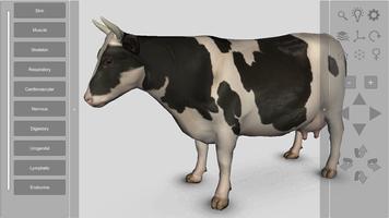 پوستر 3D Bovine Anatomy