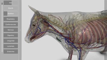 3D Bovine Anatomy 스크린샷 2