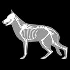 Anatomia Canina 3D ícone