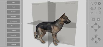 3D Dog Anatomy Affiche