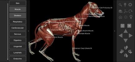 1 Schermata 3D Dog Anatomy